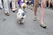 Mystic-Krewe-of-Barkus-JR-2011-0314