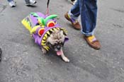 Mystic-Krewe-of-Barkus-JR-2011-0319