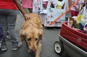 Mystic-Krewe-of-Barkus-JR-2011-0344