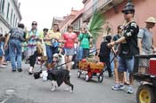 Mystic-Krewe-of-Barkus-JR-2011-0393