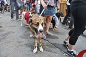 Mystic-Krewe-of-Barkus-JR-2011-0419