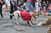 Mystic-Krewe-of-Barkus-JR-2011-0420