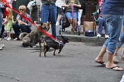 Mystic-Krewe-of-Barkus-JR-2011-0435