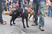 Mystic-Krewe-of-Barkus-JR-2011-0436