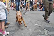 Mystic-Krewe-of-Barkus-JR-2011-0437