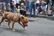 Mystic-Krewe-of-Barkus-JR-2011-0438