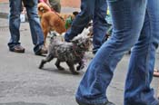 Mystic-Krewe-of-Barkus-JR-2011-0441