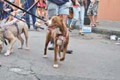 Mystic-Krewe-of-Barkus-JR-2011-0442