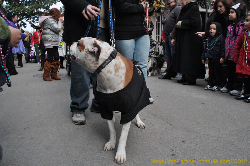 Mystic-Krewe-of-Barkus-2012-0158