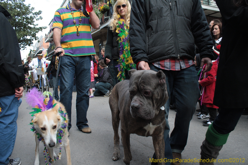 Mystic-Krewe-of-Barkus-2012-0169