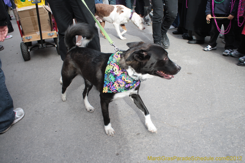 Mystic-Krewe-of-Barkus-2012-0176