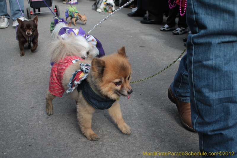 Mystic-Krewe-of-Barkus-2012-0192