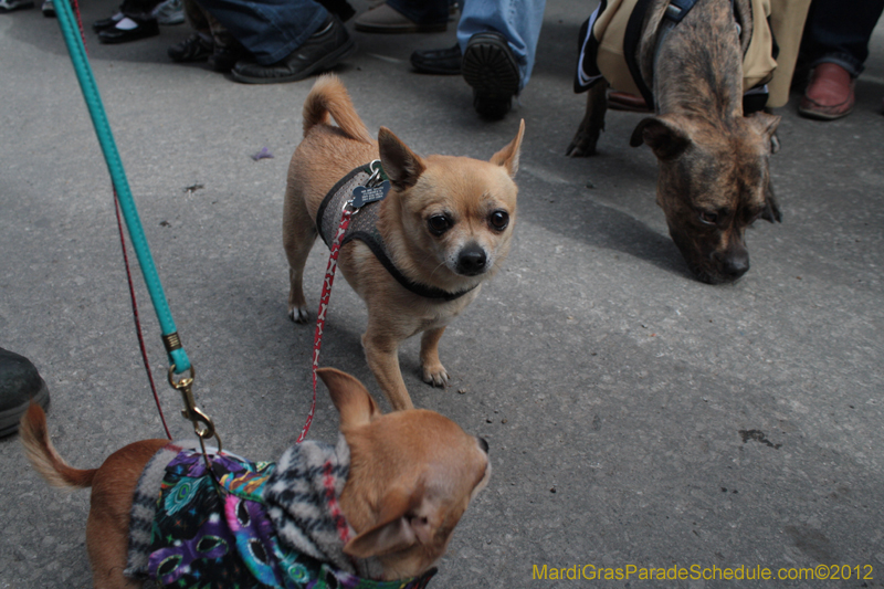 Mystic-Krewe-of-Barkus-2012-0194