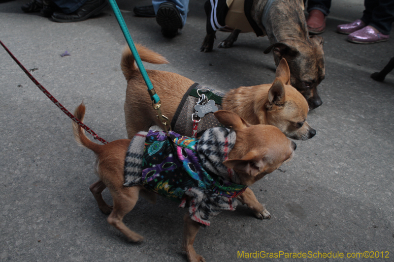 Mystic-Krewe-of-Barkus-2012-0195