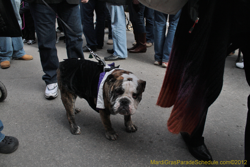 Mystic-Krewe-of-Barkus-2012-0210