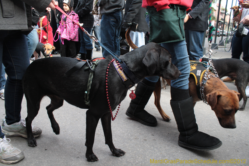 Mystic-Krewe-of-Barkus-2012-0217