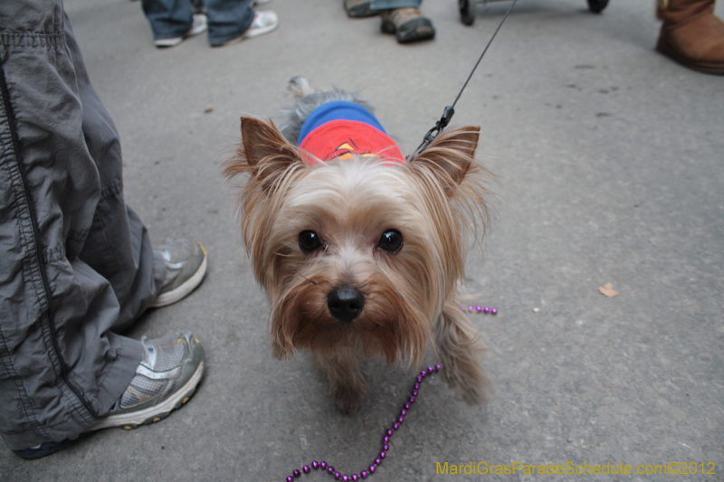 Mystic-Krewe-of-Barkus-2012-0218