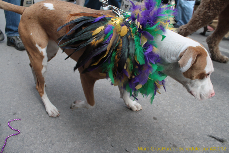 Mystic-Krewe-of-Barkus-2012-0220