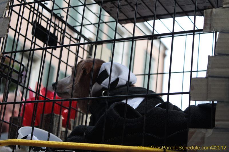 Mystic-Krewe-of-Barkus-2012-0241