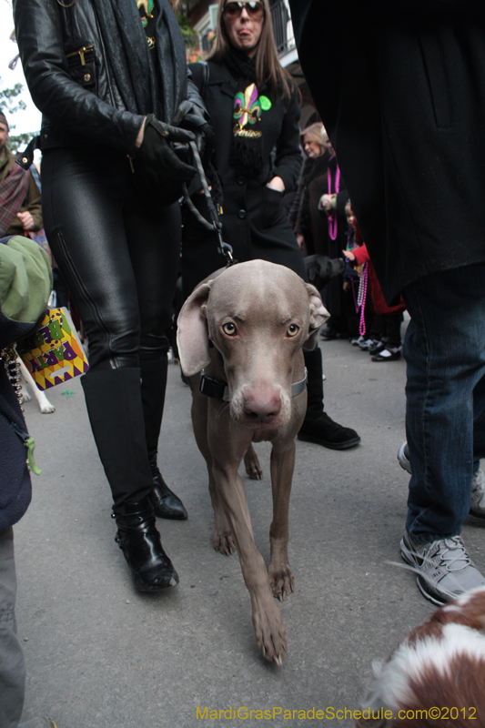 Mystic-Krewe-of-Barkus-2012-0246