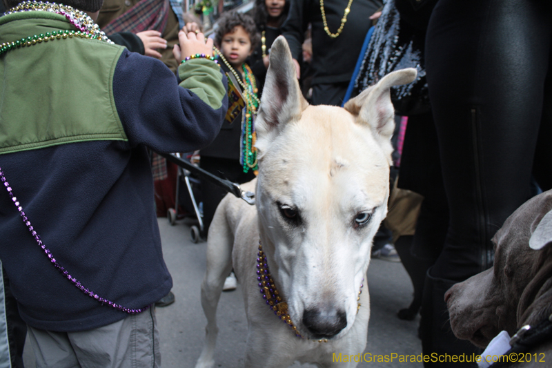 Mystic-Krewe-of-Barkus-2012-0247