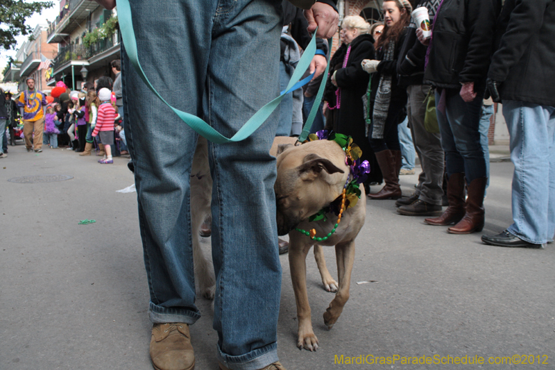 Mystic-Krewe-of-Barkus-2012-0273