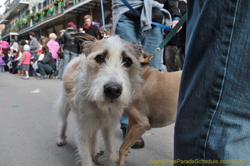 Mystic-Krewe-of-Barkus-2012-0274