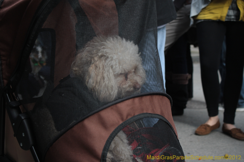 Mystic-Krewe-of-Barkus-2012-0281