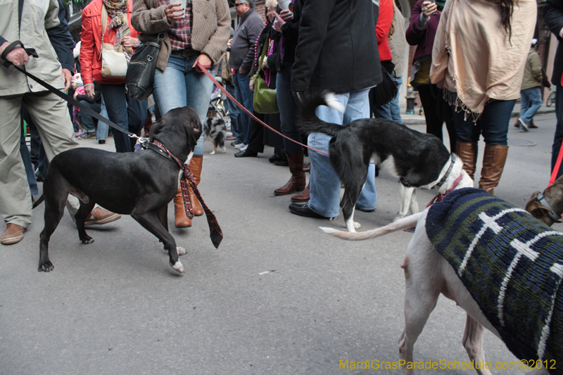 Mystic-Krewe-of-Barkus-2012-0285