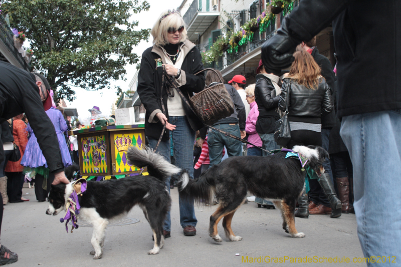 Mystic-Krewe-of-Barkus-2012-0287