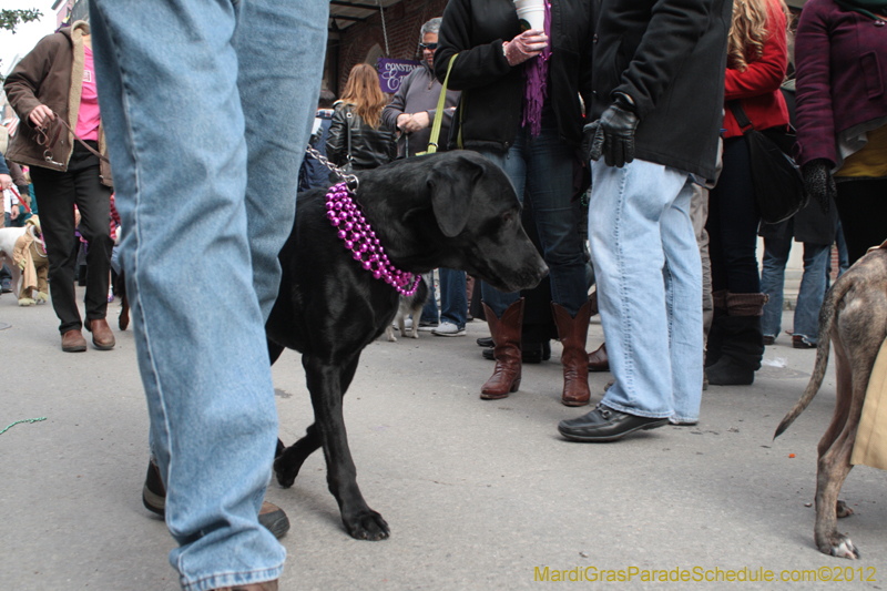 Mystic-Krewe-of-Barkus-2012-0299