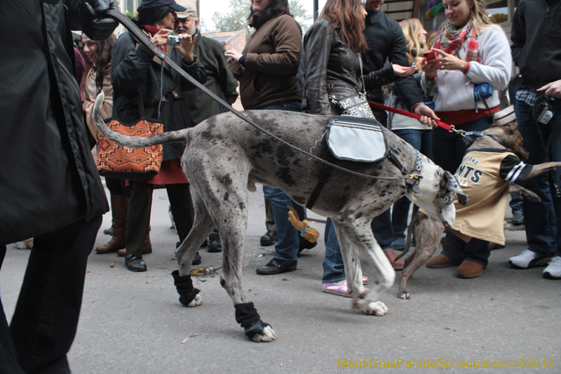 Mystic-Krewe-of-Barkus-2012-0349