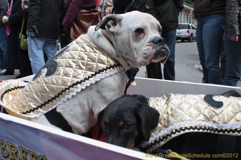 Mystic-Krewe-of-Barkus-2012-0350