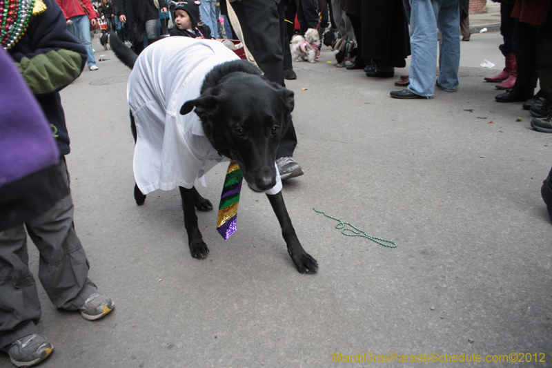 Mystic-Krewe-of-Barkus-2012-0382