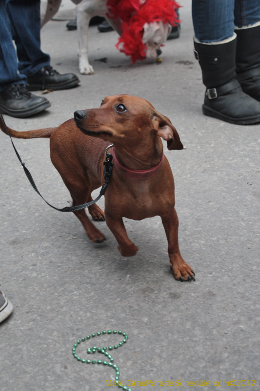 Mystic-Krewe-of-Barkus-2012-0400