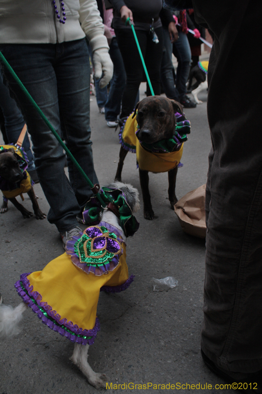 Mystic-Krewe-of-Barkus-2012-0408