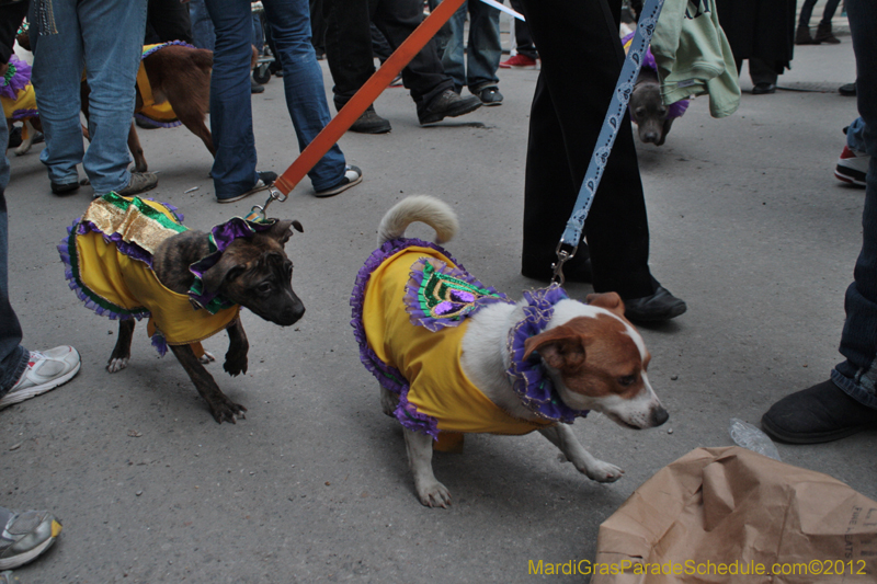 Mystic-Krewe-of-Barkus-2012-0409