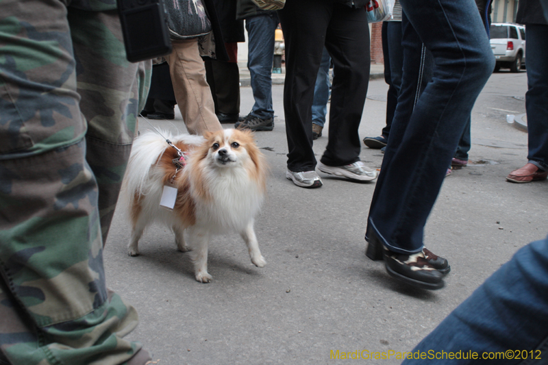 Mystic-Krewe-of-Barkus-2012-0419