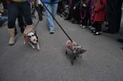 Mystic-Krewe-of-Barkus-2012-0185