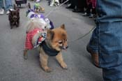 Mystic-Krewe-of-Barkus-2012-0192