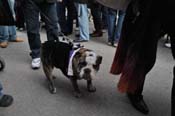 Mystic-Krewe-of-Barkus-2012-0210