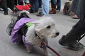 Mystic-Krewe-of-Barkus-2012-0215