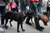 Mystic-Krewe-of-Barkus-2012-0217