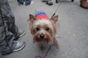 Mystic-Krewe-of-Barkus-2012-0218