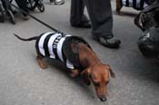 Mystic-Krewe-of-Barkus-2012-0243