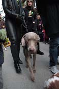 Mystic-Krewe-of-Barkus-2012-0246