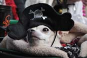 Mystic-Krewe-of-Barkus-2012-0262