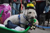 Mystic-Krewe-of-Barkus-2012-0264