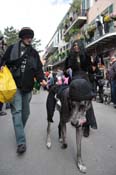 Mystic-Krewe-of-Barkus-2012-0271