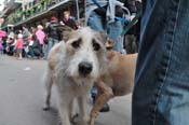 Mystic-Krewe-of-Barkus-2012-0274